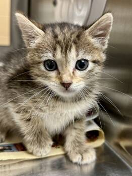 Rescue Domestic Short Hair Cats for Adoption in Wichita, Kansas - Jeff | PetCurious