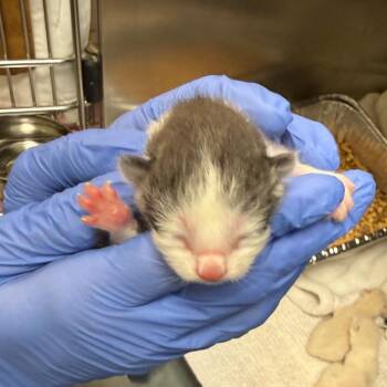 Domestic Short Hair Cats Available for Adoption in Charlottesville, Virginia - BBQ Sauce | PetCurious