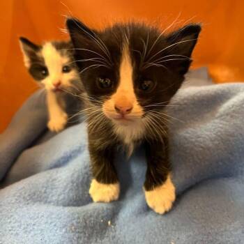 Seashell -  Domestic Short Hair Cat for Adoption in Kingman, Arizona - Seashell | PetCurious