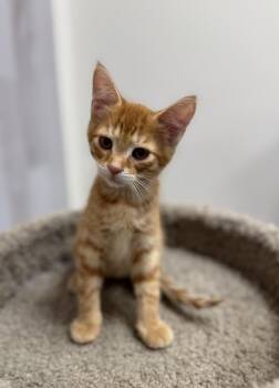 Rescue Domestic Short Hair Cats for Adoption in Pickering, Ontario - Foxy | PetCurious