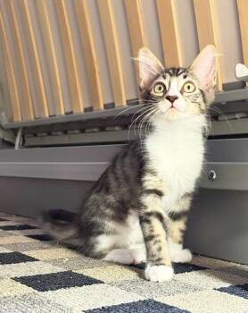Lil Kim Remix -  Domestic Short Hair and Tabby Cat for Adoption in Chandler, Arizona - Lil Kim Remix | PetCurious