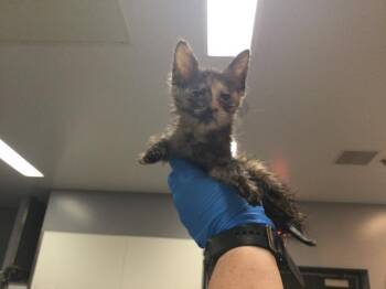 Domestic Medium Hair Cats Available for Adoption in Thousand Palms, California - A1916671 | PetCurious