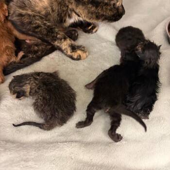 Domestic Short Hair Cats Available for Adoption in Greensboro, Georgia - Spooky | PetCurious