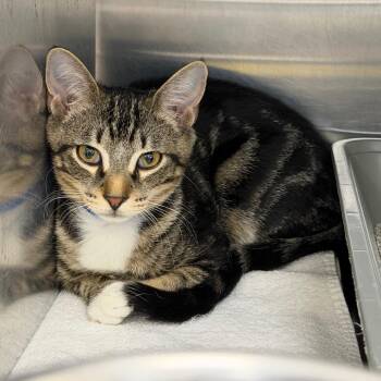 Domestic Short Hair Cats Available for Adoption - Aura | PetCurious