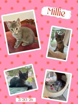 Millie -  Domestic Short Hair Cat for Adoption in Ogden, Utah - Millie | PetCurious