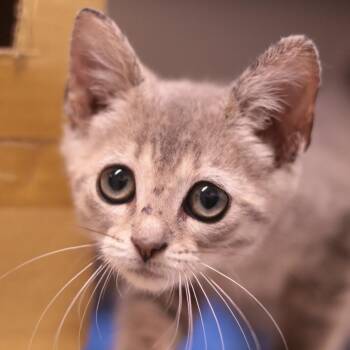 Firecracker *ringworm* -  Domestic Short Hair Cat for Adoption in Philadelphia, Pennsylvania - Firecracker *ringworm* | PetCurious