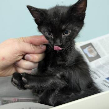 Corn Dog -  Domestic Short Hair Cat for Adoption in Columbia, Missouri - Corn Dog | PetCurious