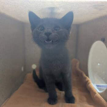 Chadrick -  Domestic Short Hair Cat for Adoption in Pasadena, California - Chadrick | PetCurious