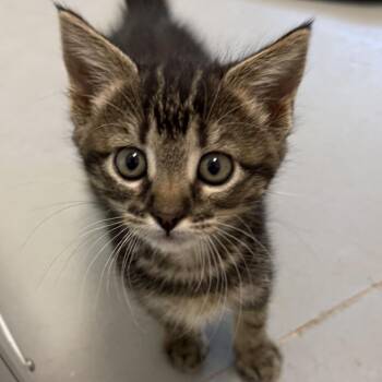 Diva -  Domestic Short Hair Cat for Adoption in Fort Bragg, California - Diva | PetCurious