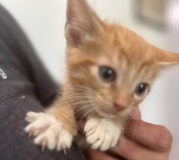 Rescue Domestic Short Hair Cats for Adoption in Labelle, Florida - Fumble | PetCurious