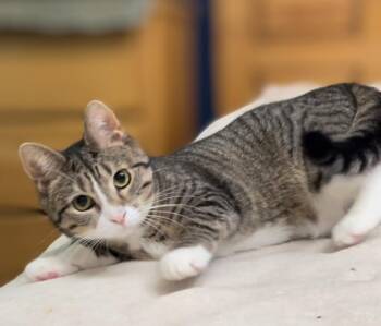 Domestic Medium Hair Cats Available for Adoption - Raisinette  | PetCurious