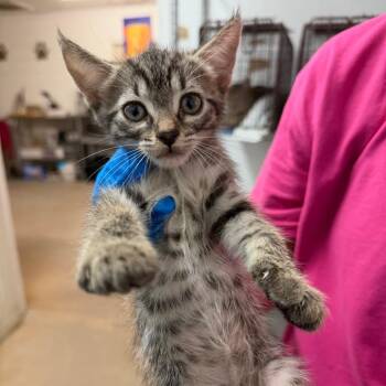 Tails -  Domestic Short Hair Cat for Adoption in Edinburg, Texas - Tails | PetCurious