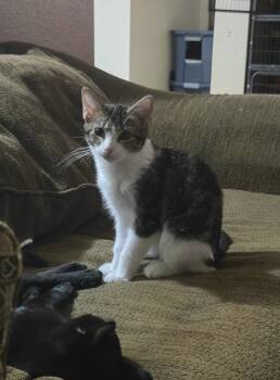 Dom -  Domestic Short Hair Cat for Adoption in Mckinney, Texas - Dom | PetCurious