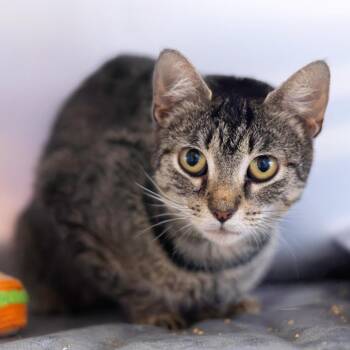 Mamas -  Domestic Short Hair Cat for Adoption - Mamas | PetCurious
