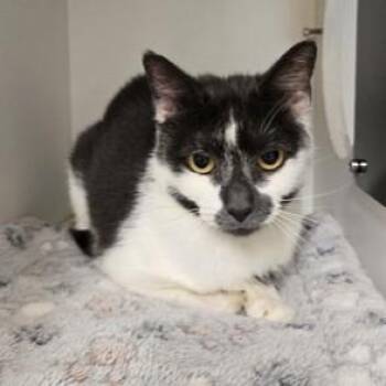 Mouse -  Domestic Short Hair Cat for Adoption in Phoenixville, Pennsylvania - Mouse | PetCurious