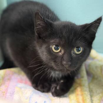 Habanero -  Domestic Short Hair Cat for Adoption in Victoria, British Columbia - Habanero | PetCurious