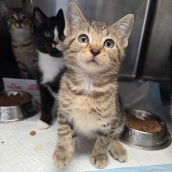 Sofritas -  Domestic Short Hair Cat for Adoption in Warwick, Rhode Island - Sofritas | PetCurious