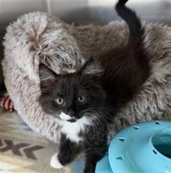 Maine Coon and Domestic Short Hair Cats Available for Adoption in Redlands, California - JADE - PENDING ADOPTION | PetCurious