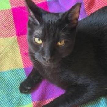Domestic Short Hair Cats Available for Adoption in Green Bay, Wisconsin - Ninja | PetCurious