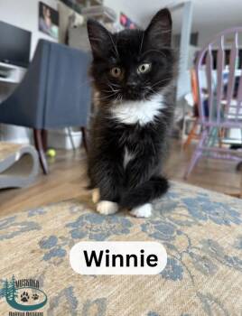 Rescue Domestic Medium Hair Cats for Adoption in Huntsville, Ontario - Winnie! | PetCurious