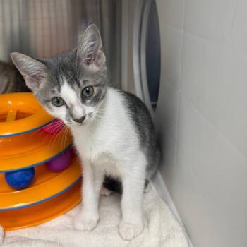 Vector -  Domestic Short Hair Cat Available for Adoption in Lake Panasoffkee, Florida - Vector | PetCurious