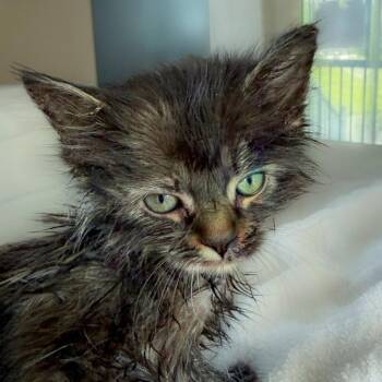 Bow -  Domestic Medium Hair Cat for Adoption in Chapel Hill, North Carolina - Bow | PetCurious