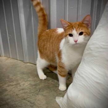 Rescue Domestic Short Hair Cats for Adoption in Enfield, New Hampshire - Sassy | PetCurious