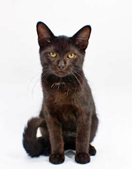 Ross -  Domestic Short Hair Cat for Adoption in Morton Grove, Illinois - Ross | PetCurious