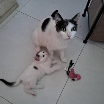 Olivia -  Domestic Short Hair Cat for Adoption in Fort Lauderdale, Florida - Olivia | PetCurious