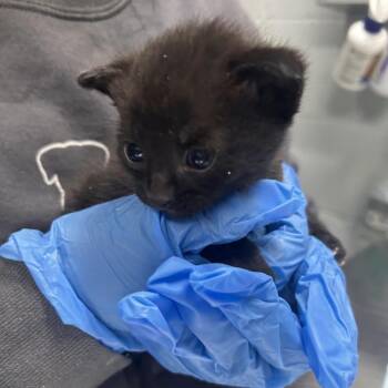 Blueberry -  Domestic Short Hair Cat for Adoption in Summerville, South Carolina - Blueberry | PetCurious