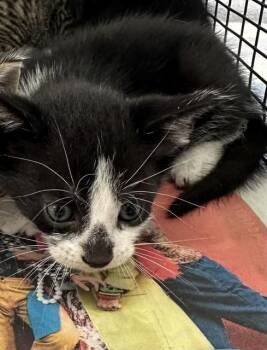 A2479618 -  Domestic Short Hair Cat for Adoption in Fort Lauderdale, Florida - A2479618 | PetCurious