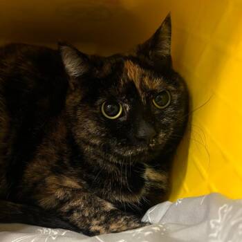 Domestic Short Hair Cats Available for Adoption - Elanor | PetCurious