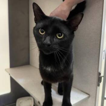 Mark -  Domestic Short Hair Cat for Adoption in Richmond, Virginia - Mark | PetCurious