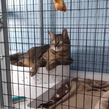 Brier -  Domestic Short Hair Cat for Adoption in Charlestown, New Hampshire - Brier | PetCurious