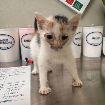 Aretha -  Domestic Short Hair Cat for Adoption in Wilmington, Delaware - Aretha | PetCurious