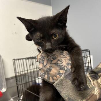 Vincent -  Domestic Short Hair Cat for Adoption in Birmingham, Alabama - Vincent | PetCurious