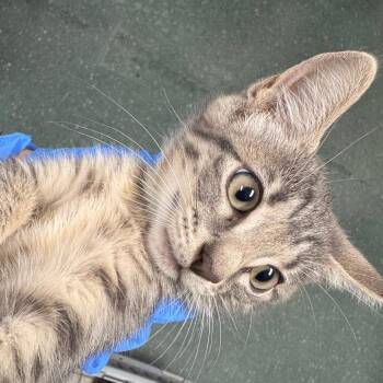 Udon -  Domestic Short Hair Cat for Adoption in Clearwater, Florida - Udon | PetCurious