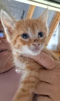 Coolidge -  Domestic Short Hair Cat for Adoption in Olney, Illinois - Coolidge | PetCurious