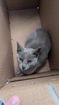 Domestic Short Hair Cats Available for Adoption in Wichita, Kansas - Constantine | PetCurious