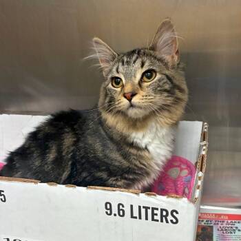 Julia -  Domestic Medium Hair Cat for Adoption in Memphis, Tennessee - Julia | PetCurious