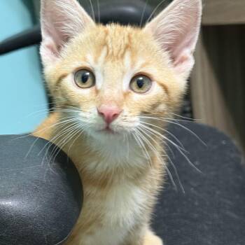Louie -  Domestic Short Hair and Tabby Cat for Adoption in Omaha, Nebraska - Louie | PetCurious