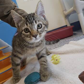 Mocha -  Domestic Short Hair Cat for Adoption in Port Townsend, Washington - Mocha | PetCurious