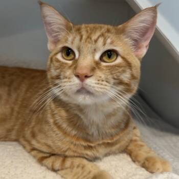 Rescue Domestic Short Hair Cats for Adoption in Matteson, Illinois - Norm | PetCurious