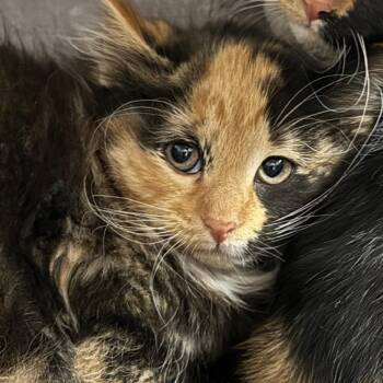 Becky Jackson -  Domestic Medium Hair Cat for Adoption in West Olive, Michigan - Becky Jackson | PetCurious