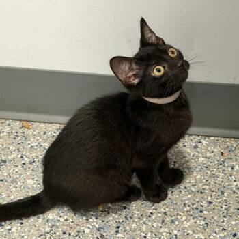 Zero -  American Shorthair Cat for Adoption in Bethel, Connecticut - Zero | PetCurious