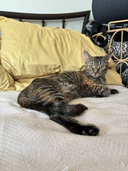 Rescue Torbie Cats for Adoption in New York, New York - Mindy - TN | PetCurious