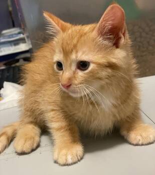 Striker -  Tabby and Domestic Short Hair Cat for Adoption in Island Lake, Illinois - Striker | PetCurious