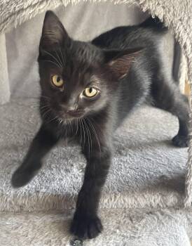 Raven -  Domestic Short Hair Cat for Adoption in South Pasadena, California - Raven | PetCurious