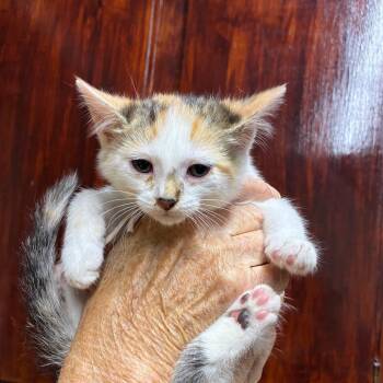 Ginger -  American Shorthair Cat for Adoption - Ginger | PetCurious