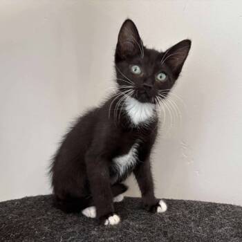 Rescue Domestic Short Hair Cats for Adoption in Eagle Mountain, Utah - Pandy Larson | PetCurious